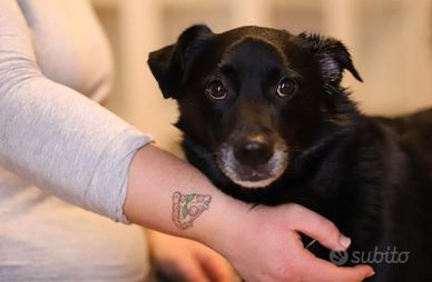 Leo mai scelto perchè nero