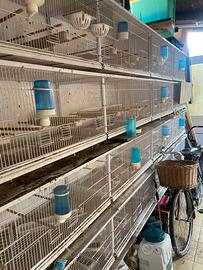 Gabbie da batteria per volatili canarini