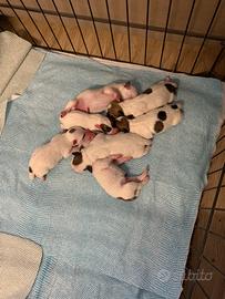 Cuccioli di Jack Russell