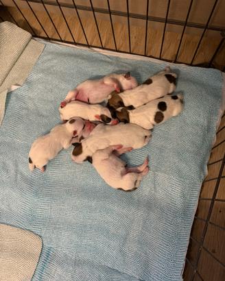 Cuccioli di Jack Russell