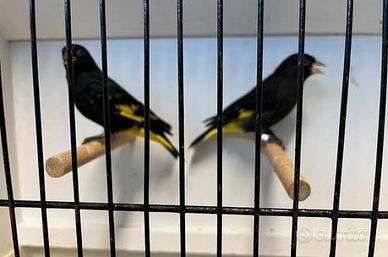 Negridi - della- Bolivia 100 coppia