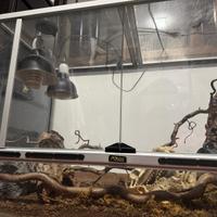 Teca per rettili 60x40x90