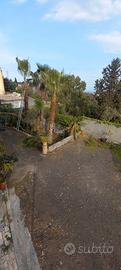 Palme Washington