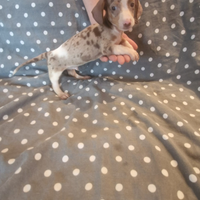Cuccioli di bassotto arlecchino silver