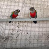 Coppia adulta pyrrhura perlata