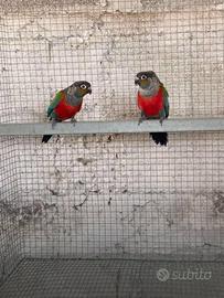 Coppia adulta pyrrhura perlata