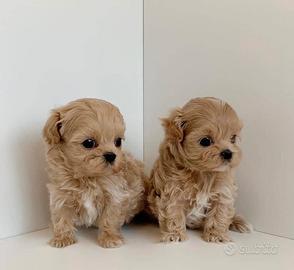 Maltipoo cuccioli