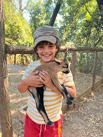 Agnelli pecore Camerun