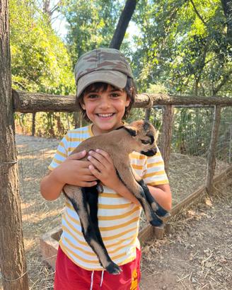 Agnelli pecore Camerun