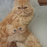 Cuccioli persiani ipertipici