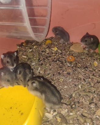 Cuccioli di criceto russo