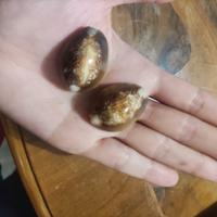 Monetaria caputserpentis, comunemente nota come ci