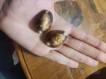 Monetaria caputserpentis, comunemente nota come ci