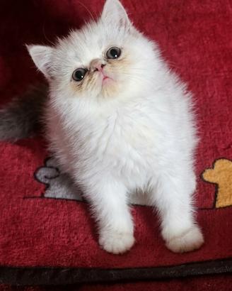 Cuccioli di razza exotic shorthai