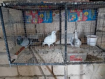 Altovolanti Albanesi ,Budapest, Vienna