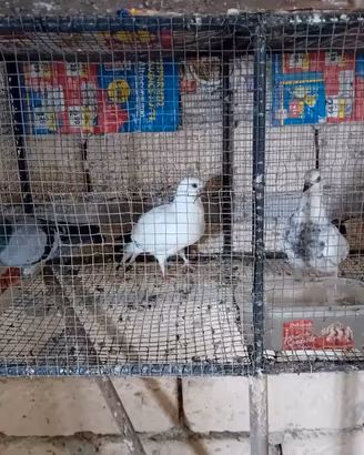 Altovolanti Albanesi ,Budapest, Vienna