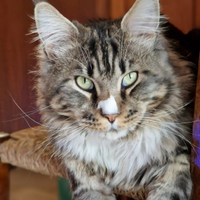 Maine Coon