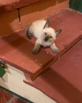 Gattini Siamesi splendidi