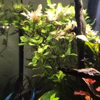 Talee di Hygrophila difformis red