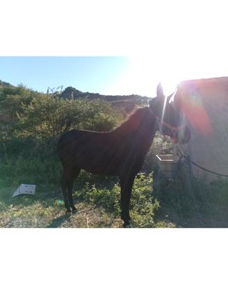 Bardotta ,e un incrocio tra una asino e un mulo