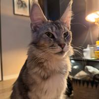 Rehoming Maine Coon