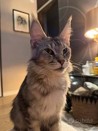 Rehoming Maine Coon