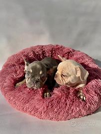 Bulldog Francese - M & F