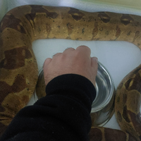 Boa salmon + teca in pvc