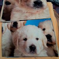 copripiumino matrimoniale stampa labrador