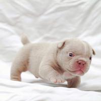 American bully