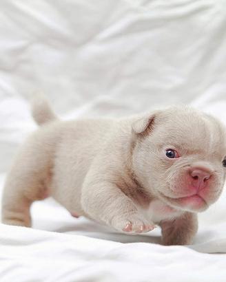 American bully