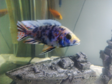 Ciclidi Aulonocara Marmellada color