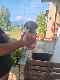 Piccoli animali