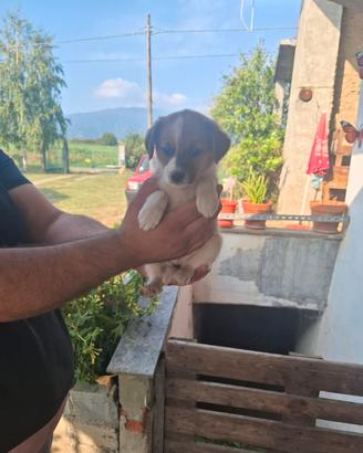 Piccoli animali