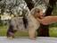 Immagine 5
