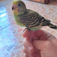 Cocorita allevato a mano