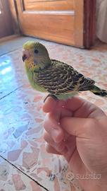 Cocorita allevato a mano