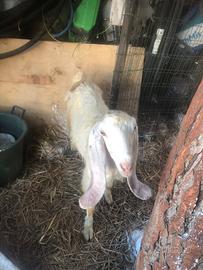 Capretta ionica