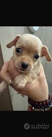 Chihuahua toy