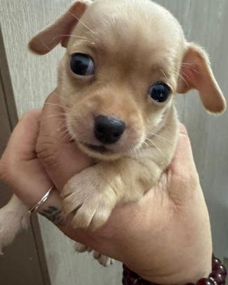 Chihuahua toy