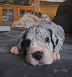 Cuccioli di alano di alta genealogia