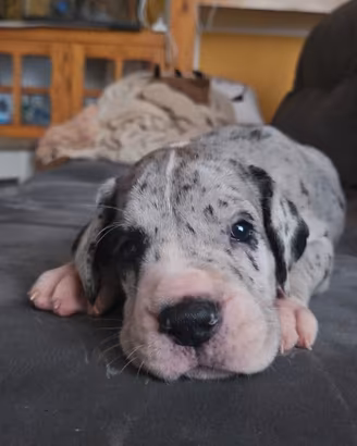 Cuccioli di alano di alta genealogia
