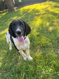 SpringerSpanielInglese Pedigree Enci