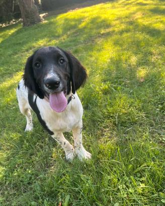 SpringerSpanielInglese Pedigree Enci