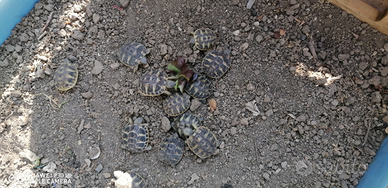 Tarta rughe di terra Baby 2024