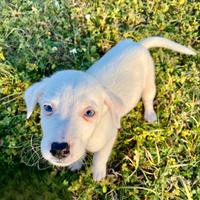 Cucciolo di cagnolino in adozione