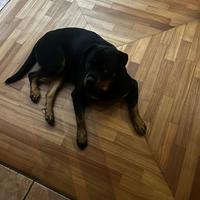 Rottwailer femmina