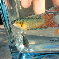 Pesci per laghetto mangia zanzare