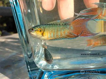 Pesci per laghetto mangia zanzare