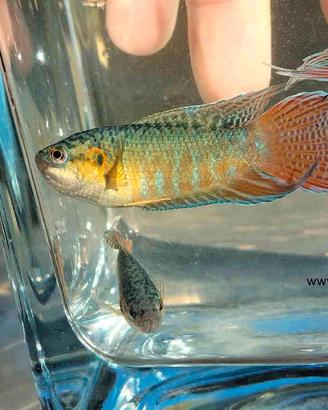 Pesci per laghetto mangia zanzare